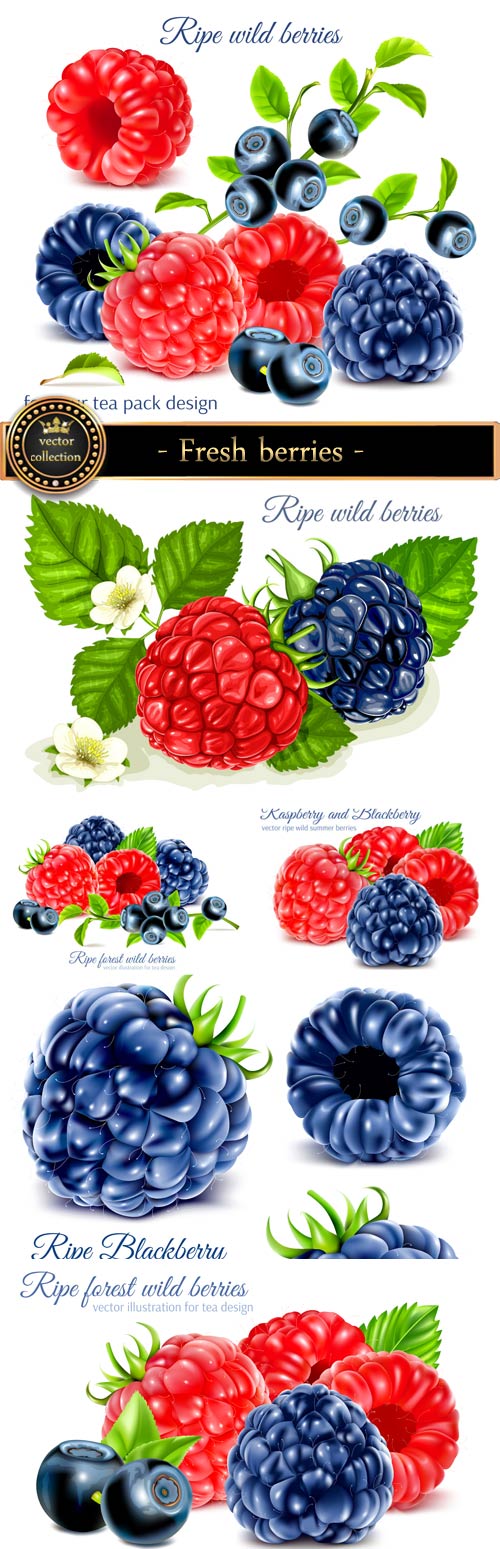 Fresh berries in a vector, blueberries, raspberries, currants