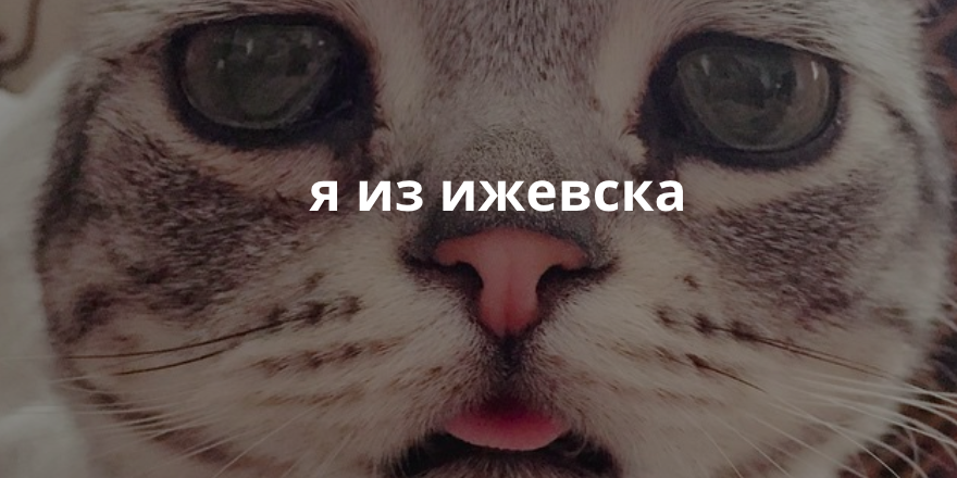 Самый грустный в мире котик говорит о русском и мировом футболе