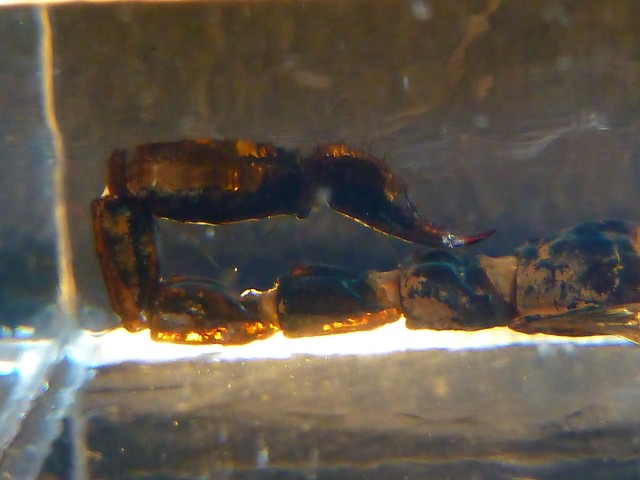 Насекомые №75 - Скорпион Гетерометрус Лонгиманус (Heterometrus longimanus)