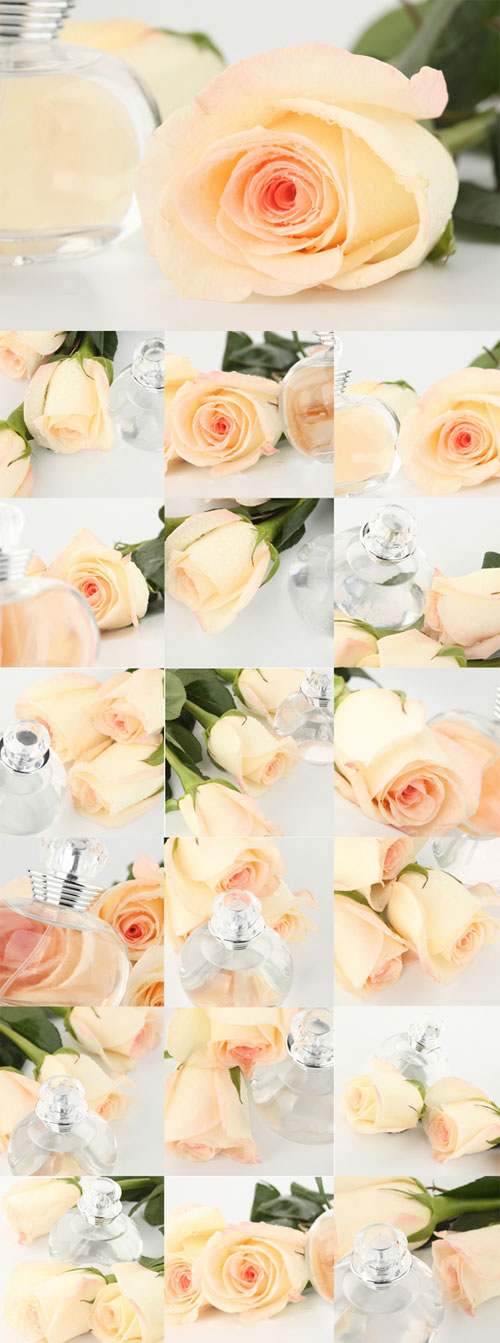 Delicate white roses Aroma