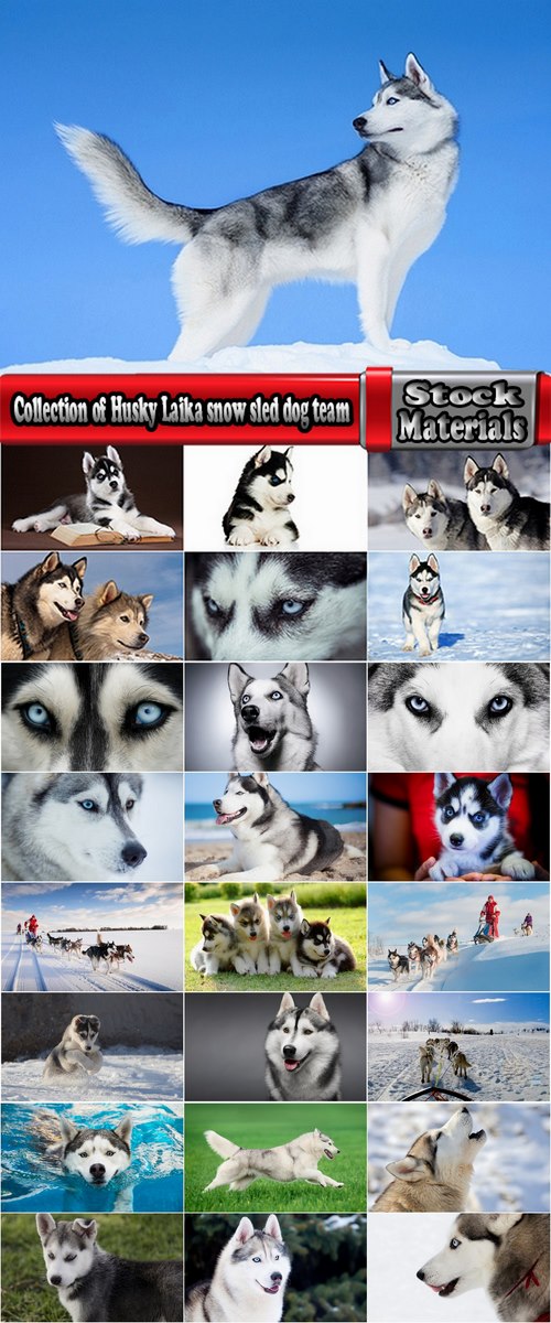 Collection of Husky Laika snow sled dog team eye fur wool 25 HQ Jpeg