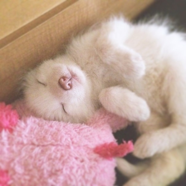 Лисенок Райлай новый "котик" Instagram (ФОТО)
