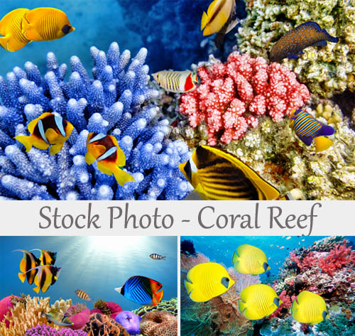 Stock Photo  Coral Reef