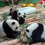 Единственные панды-тройняшки отметили первый день рождения