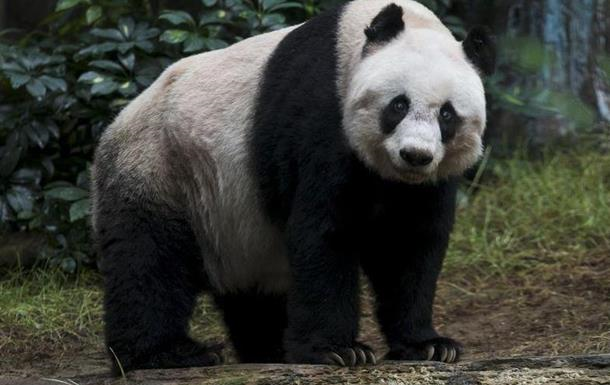 Панды обладают уникальным "режимом дня" – ученые