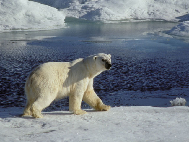 Глава НАК призвал защитить Арктику от террористов